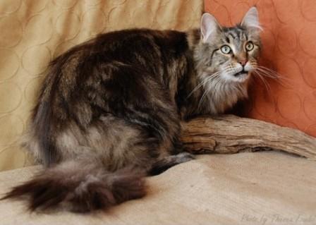 silver tabby Maine Coon cat