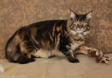 brown classic tabby Maine Coon cat