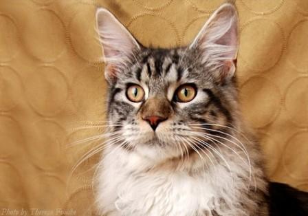 silver classic tabby and white Maine Coon cat