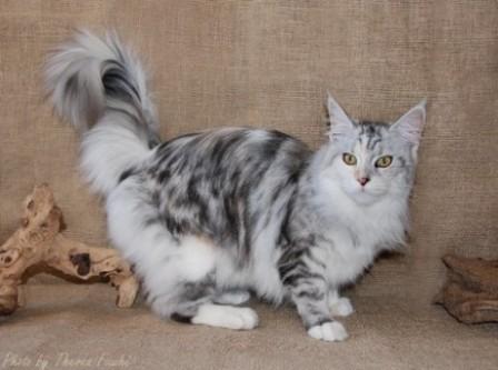 silver tortie tabby and white Maine Coon