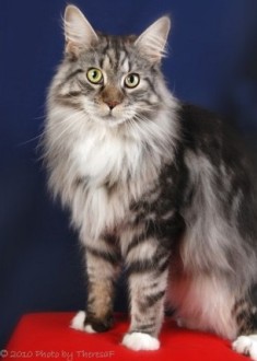 silver classic tabby and white Maine Coon cat