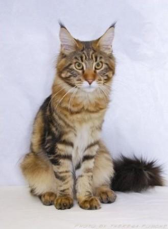 Maine Coon kitten