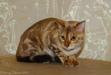 marbled Bengal cat