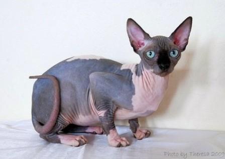 chocolate mink bi-color Sphynx cat