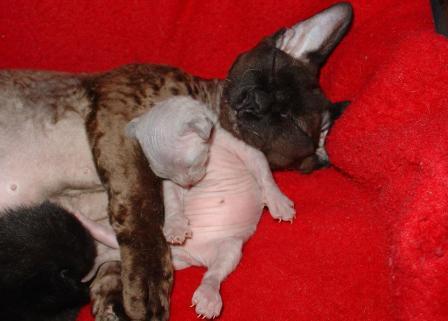 Minskin cat with kittens