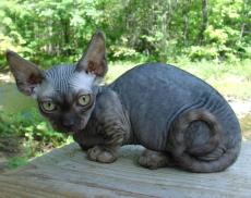 Minskin cat