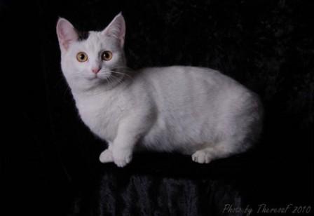 black harlequin Munchkin cat