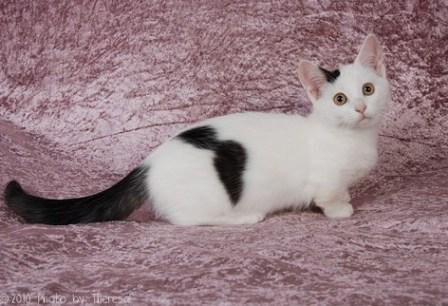 black and white Munchkin kitten