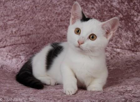 black and white Munchkin kitten