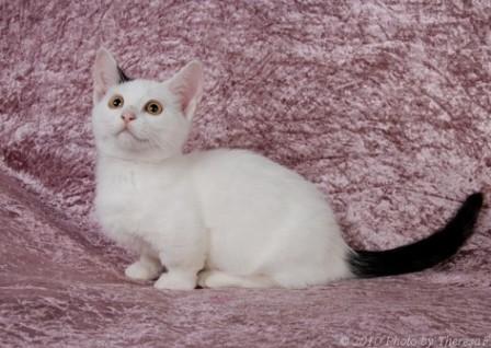 black and white Munchkin kitten