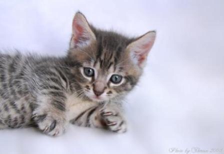 blue mackerel tabby Munchkin cat