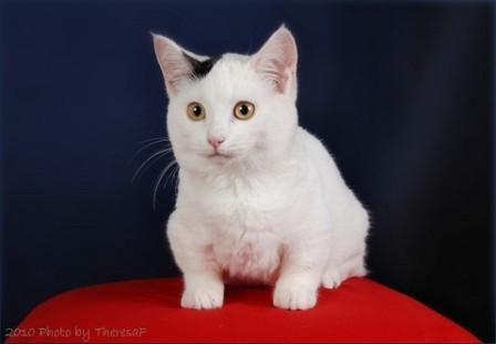 Munchkin cat