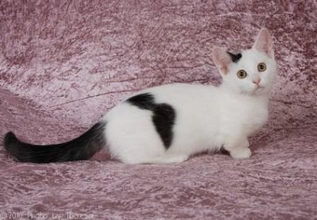 black harlequin Munchkin cat