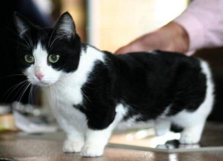 black bi-color Munchkin cat