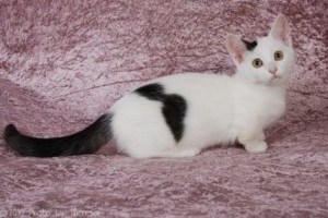 munchkin dwarf cat