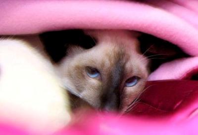 Siamese cat | SheesMagic | Taldie Cattery| © Sarah Thexton