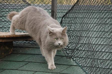 Nebelung cat