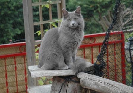 Nebelung Cat