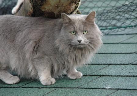 54+ Nebelung cat features cat pics, cats, cute cats