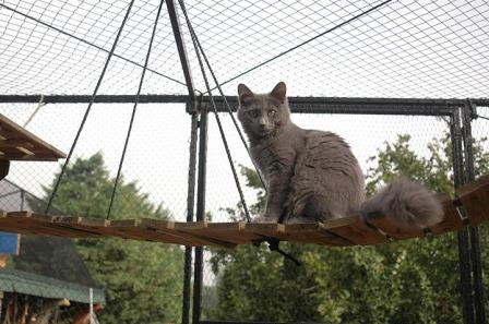 Nebelung in safe enclosure