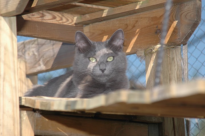 Nebelung relaxing