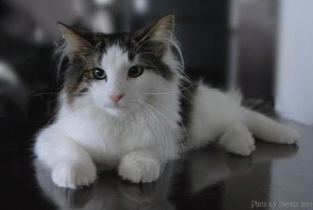 Norwegian Forest Cat