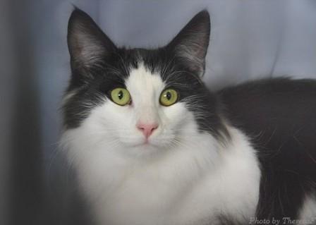 Norwegian Forest Cat