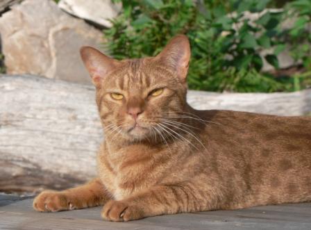 Ocicat cat