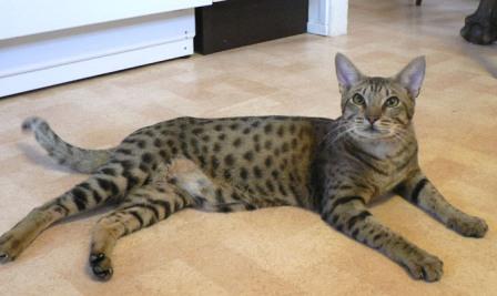 Ocicat cat