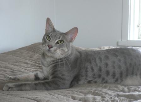 Ocicat Cat - History and Cat Facts