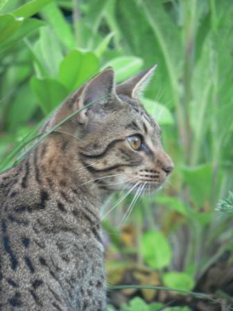 ocicat cat