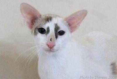 Oriental Shorthair |Taigha Samarah Dawn |Seal calico point | owner and breeder Lucy Arends-Wagner