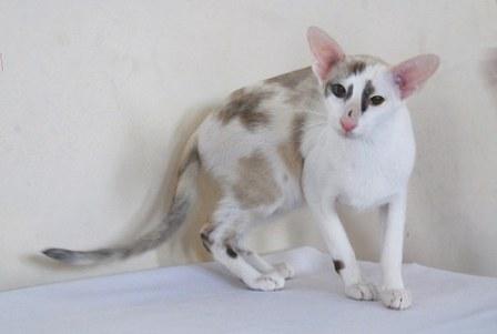 seal-calico point Oriental Shorthair