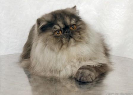 Persian cat, black smoke color