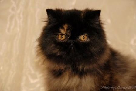 Himalayan/Colorpoint Persian cat