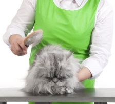 persian cat grooming