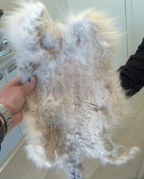 persian cat matted fur