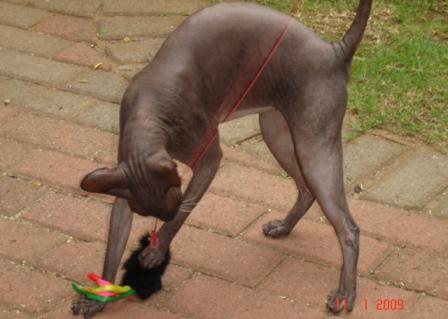 black Peterbald cat