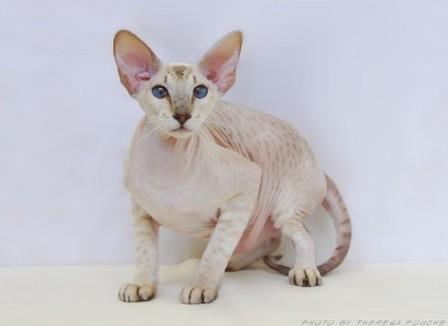 seal tabby point Peterbald cat
