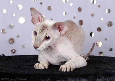 seal tabby point Peterbald cat