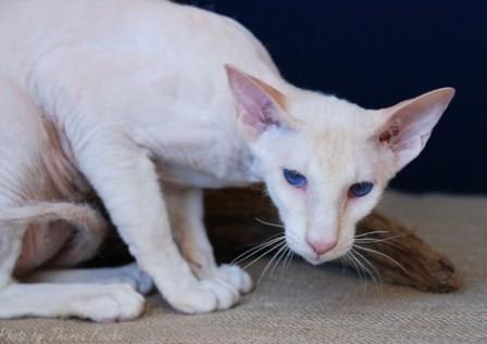 cream Peterbald cat