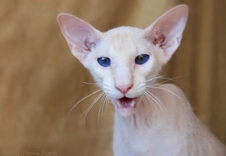 cream Peterbald cat