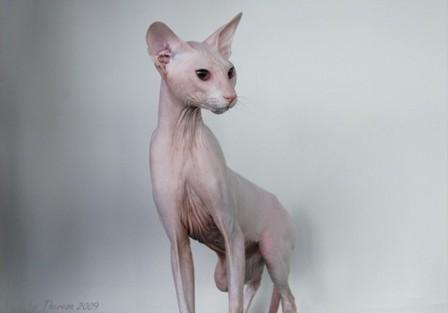 white, odd-eyed Peterbald