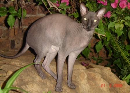 black Peterbald cat