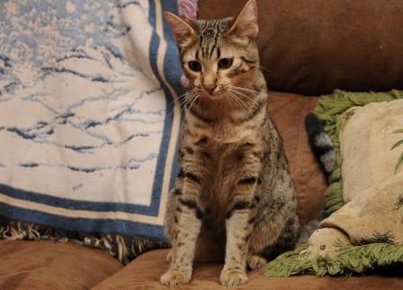 bronze Egyptian Mau