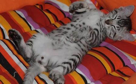 Egyptian Mau kitten sleeping