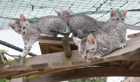 Egyptian Mau kittens at play