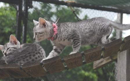 Egyptian Mau kittens at play
