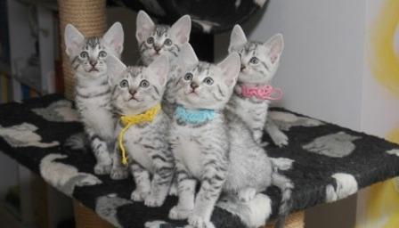 Egyptian Mau kittens waiting for their forever homes
