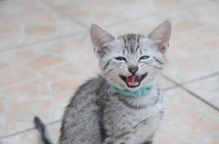 laughing Egyptian Mau kitten